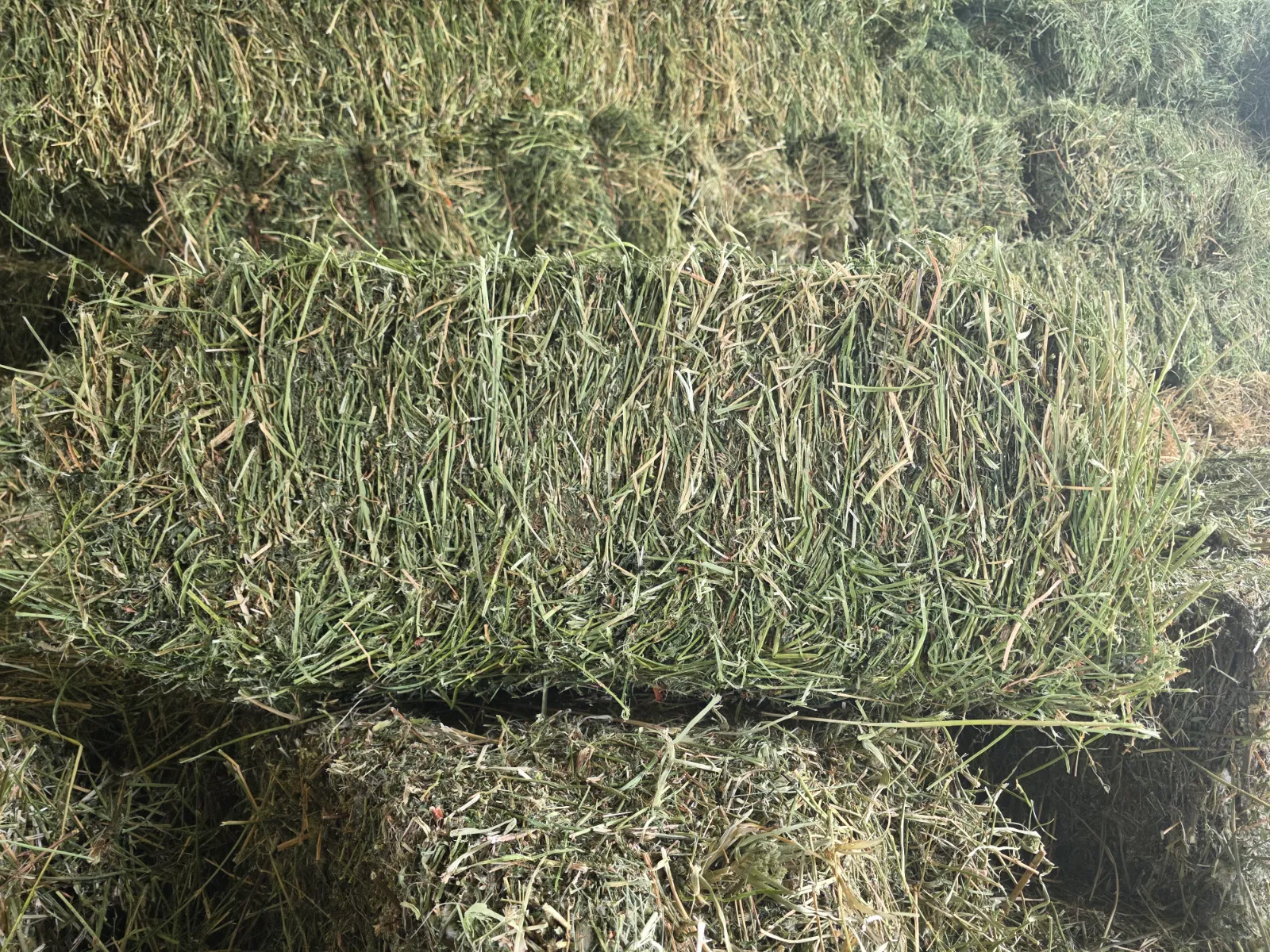 Lucern (A-Grade)