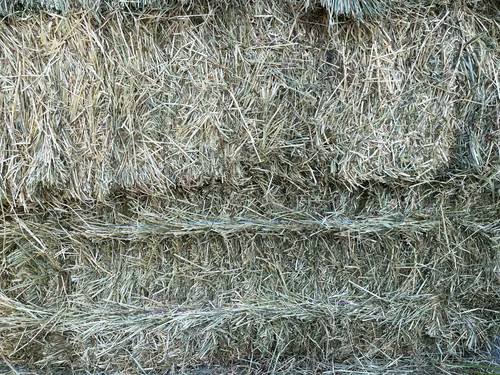 Test Grass Bale