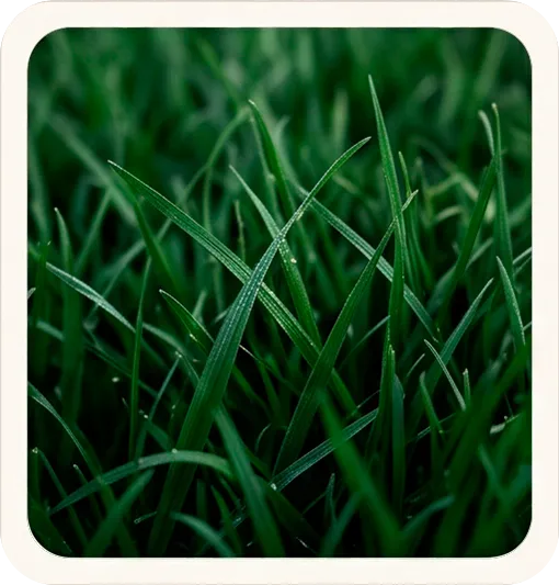 Agrifeeds Grass
