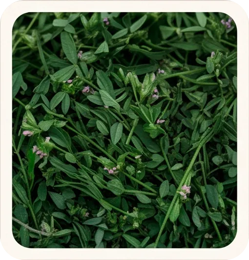AgriFeeds Lucern