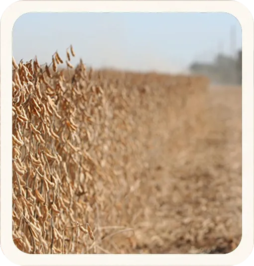 AgriFeeds Soy Rests